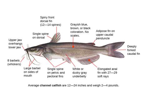 channel catfish identifying features.